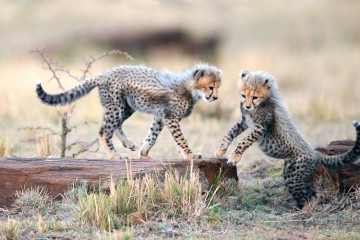 Tanzania Family Safari: Hosted Journey 2026