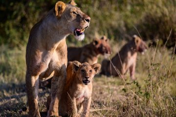 Tanzania Sky Safari