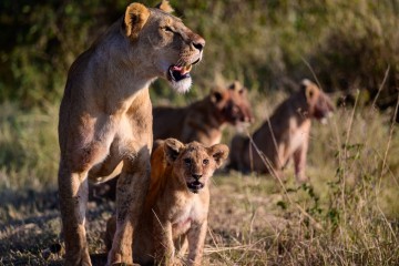 Tanzania Sky Safari
