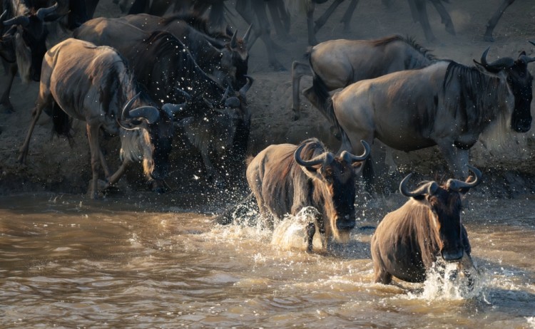 shutterstock 2443156907