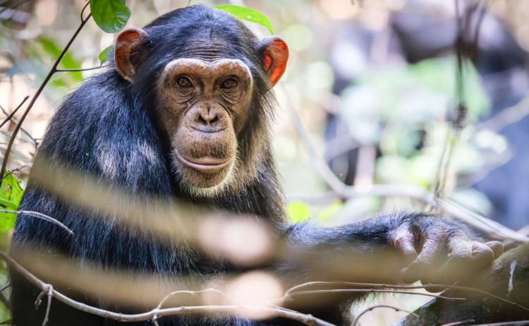 Tanzania untamed chimpanzee on Rubondo island