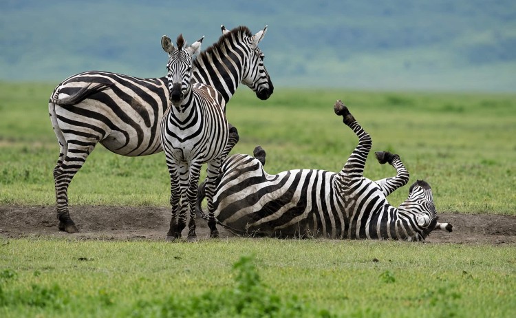 Tanzania untamed zebras in Ngorongoro crater