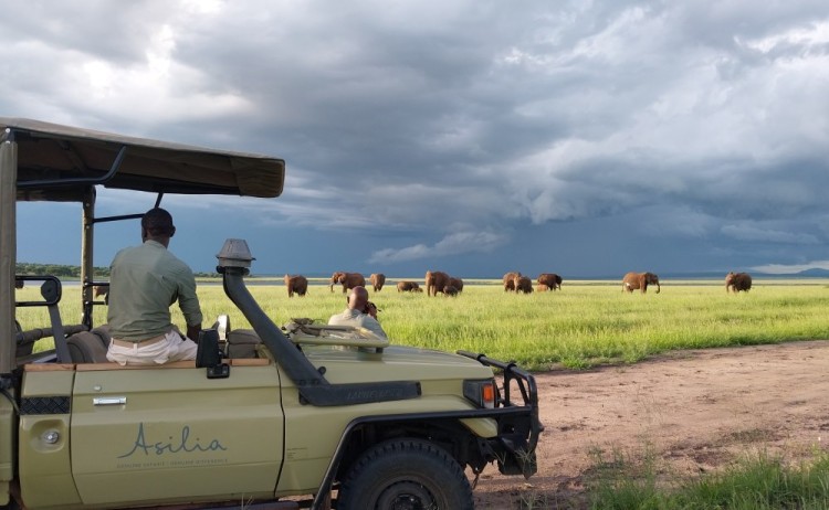 Tanzania untamed, safari vehicle and group of elephants 