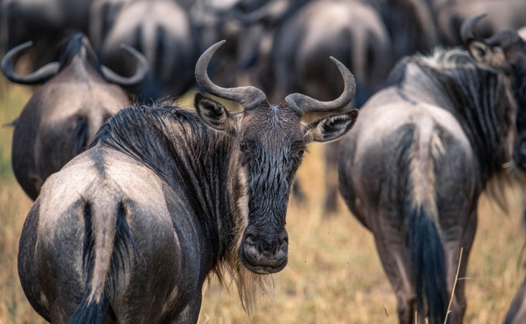 The herds of the Great Migration Serengeti Tanzania