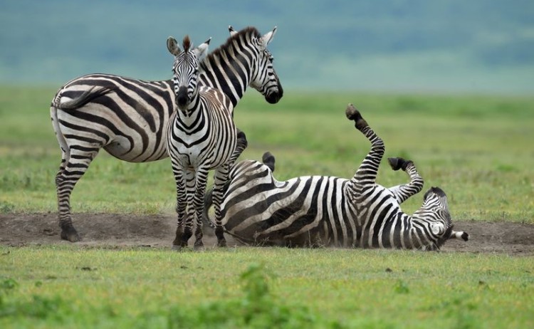 Zebra in Ngorongoro