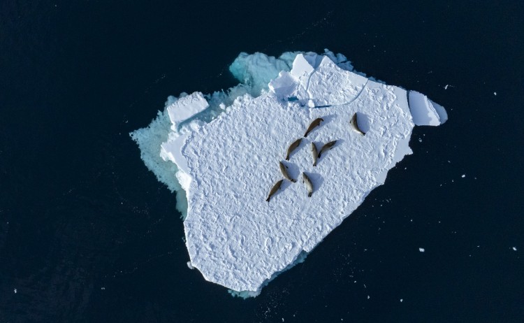 Seals on Ice Antarctica Scott Poretlli