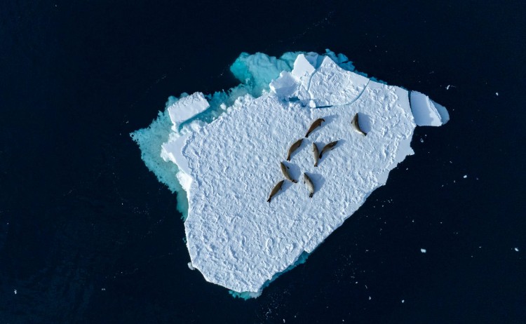 Seals on Ice Antarctica
