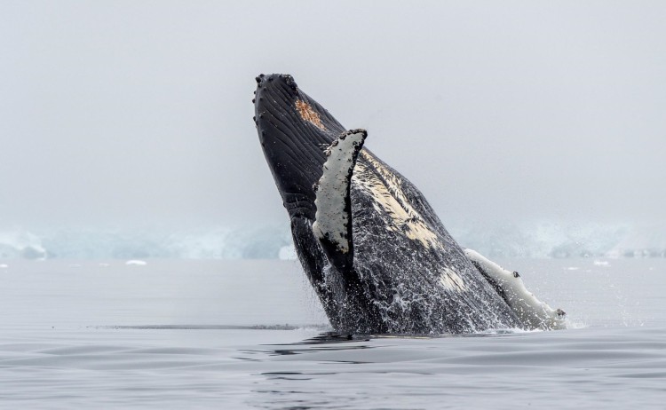 Halal friendly cruise, Antarctica wildlife humpback whale