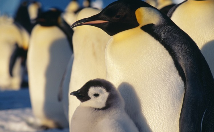 Antarctica Emperor Penguins shutterstock