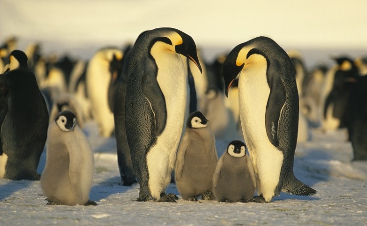 Antarctica Emperor Penguins 