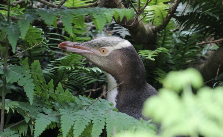 Penguin Auckland Islands Sub Antarctic Islands Heritage