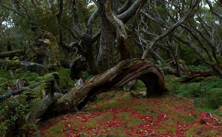 forests in the sub antarctica Heritage
