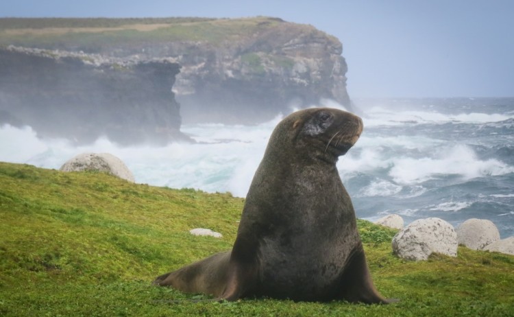 heritage expeditions antarctica sub Islands seal
