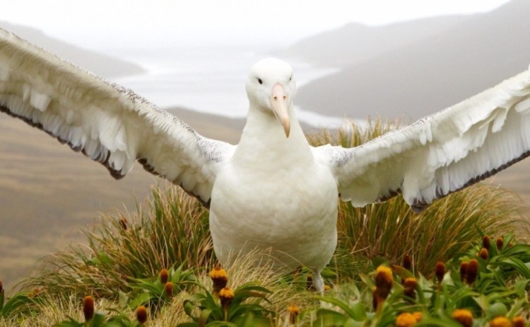 southern royal albatross Heritage