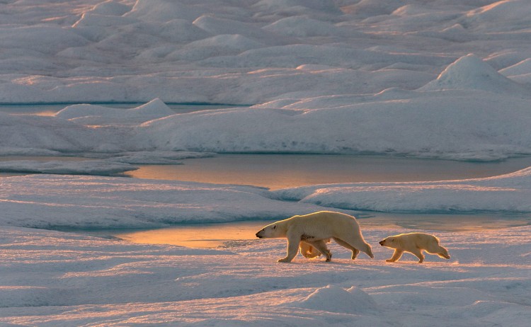 The Geographic North Pole Mother and cub polar bear walking