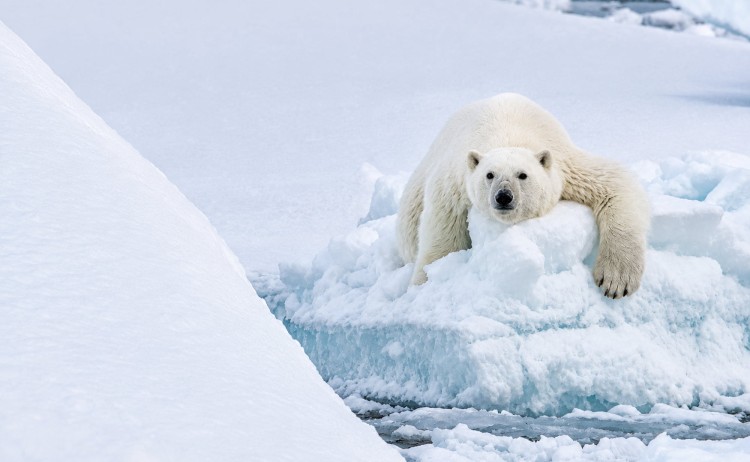 The Geographic North Pole Polar bear resting