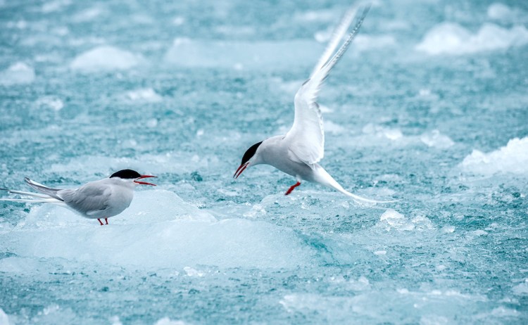 The Geographic North Pole birds in Arctic