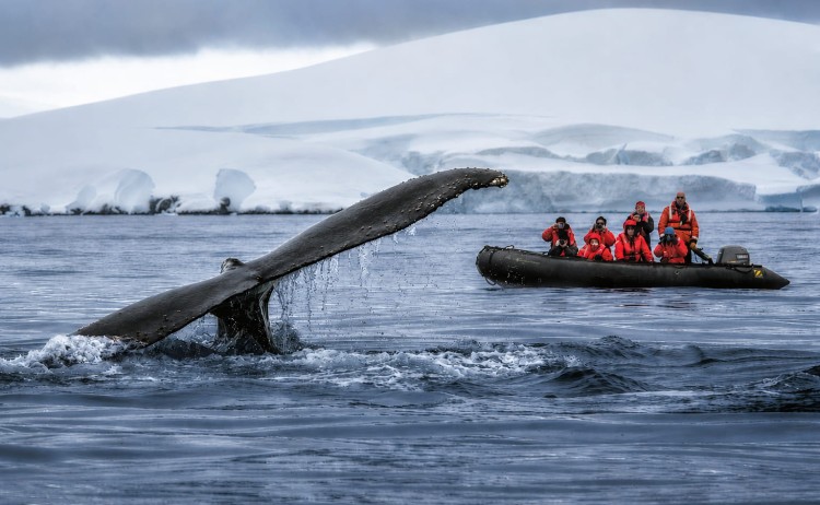 The Geographic North Pole whale sighting during zodiac