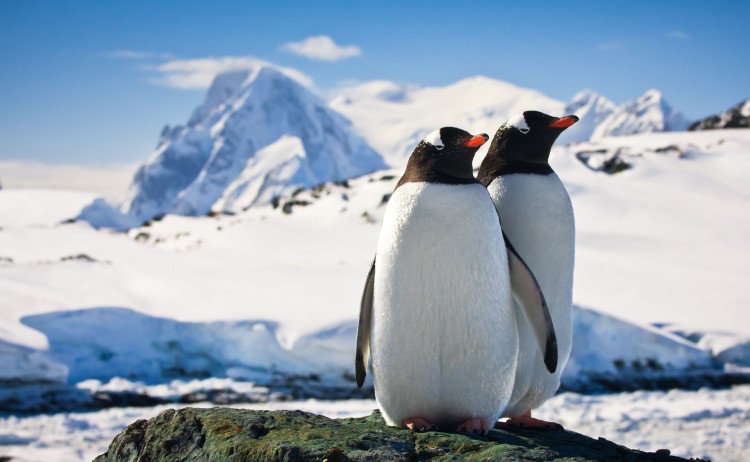 Antarctica Gentoo penguins