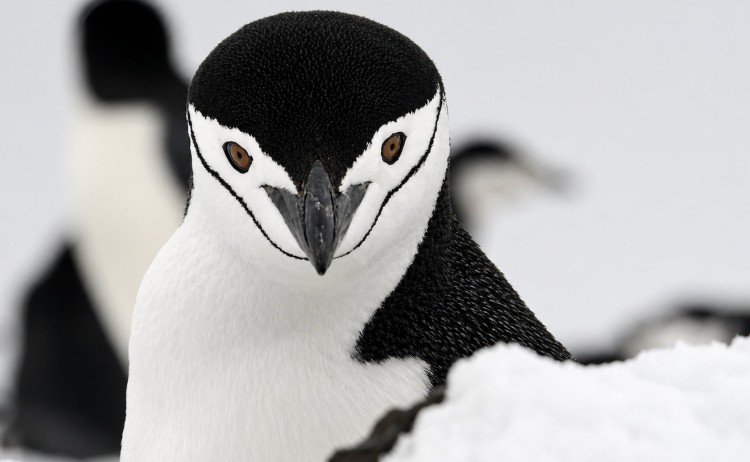Chinstrap penguin