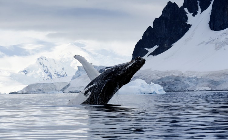 HumpbackWhale Antarctique