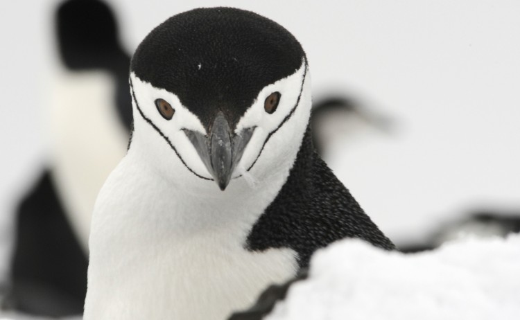 chinstrap penguin