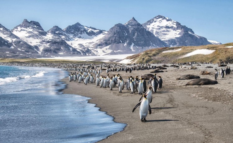 Salisbury Plain Antarctic Fur Seals King Penguins