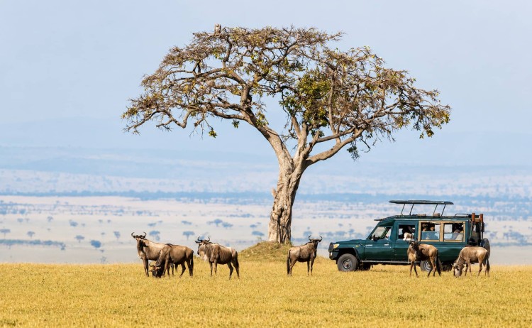 The Great Migration Masai Mara Kenya