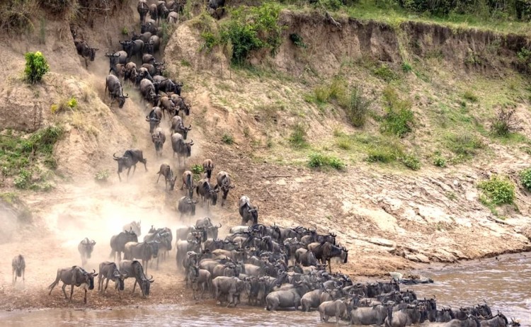 The Great Migration safari Wildebeest crossing the mara river