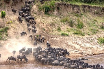 The Great Migration Safari