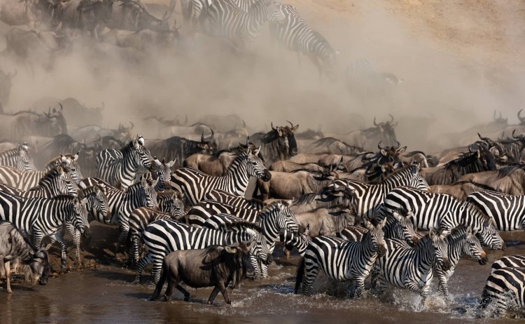 The Great Migration zebras and wildebeest during the Masai river crossing