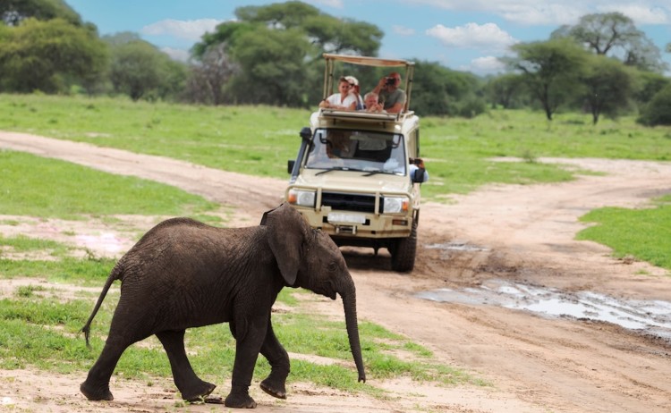 The Great migration calf crossing spotted by guest during game drive