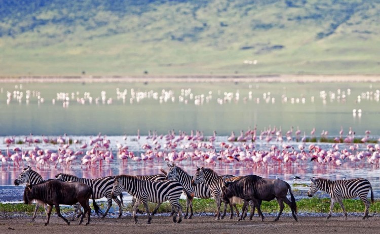 The Great migration. the wildlife rich Ngorongoro crater
