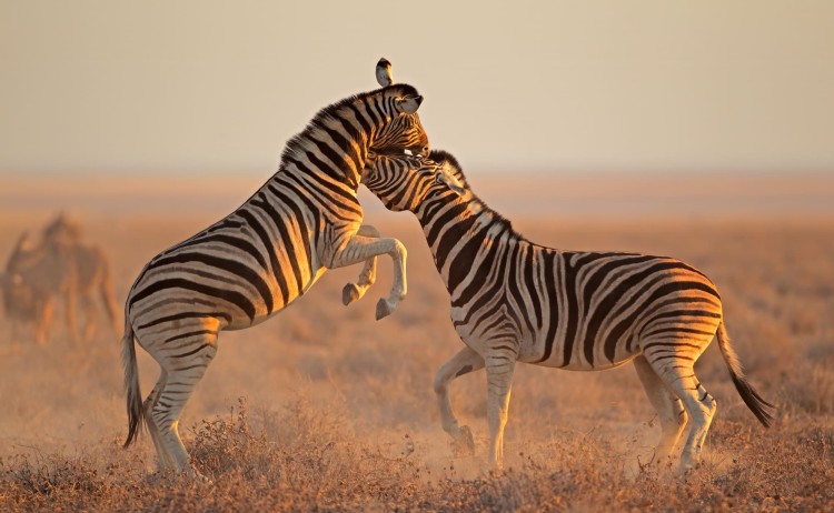 Namibia self drive tours Two plains zebra stallions Equus burchelli fighting Etosha National Park