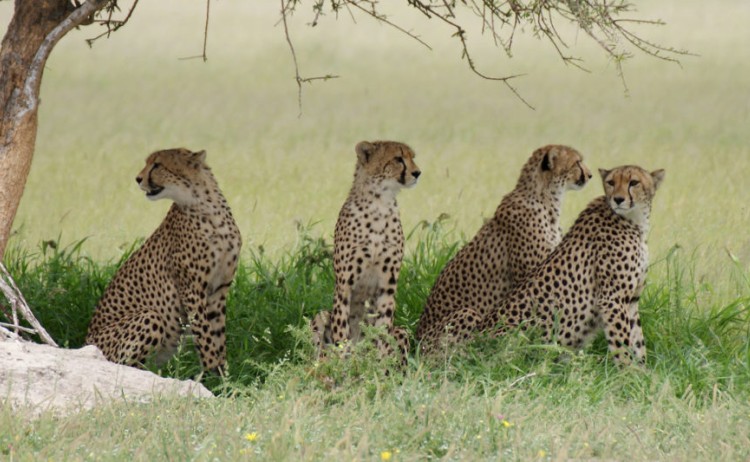 Group of cheetah resting