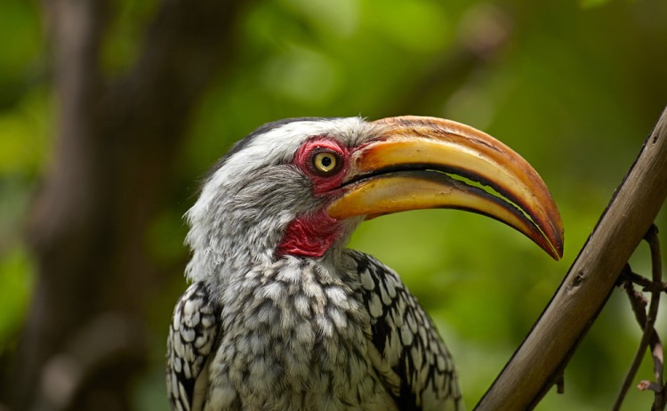Southern Yellow billed Hornbill Moremi Game Reserve