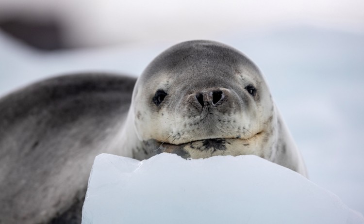 SEA VEN Antarctica Brown Bluff Leopard Seal