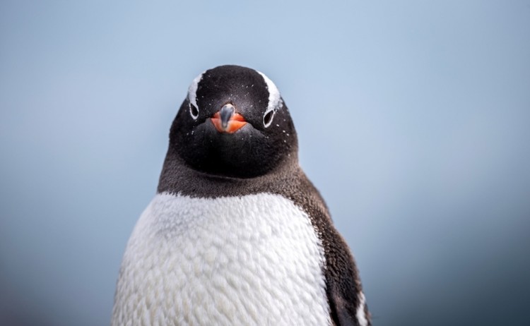 SEA VEN Antarctica Mikkelsen Harbor Gentoo Penguin 