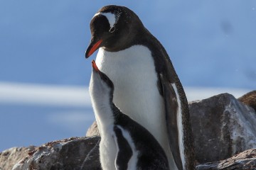 Crossing the Antarctic Circle