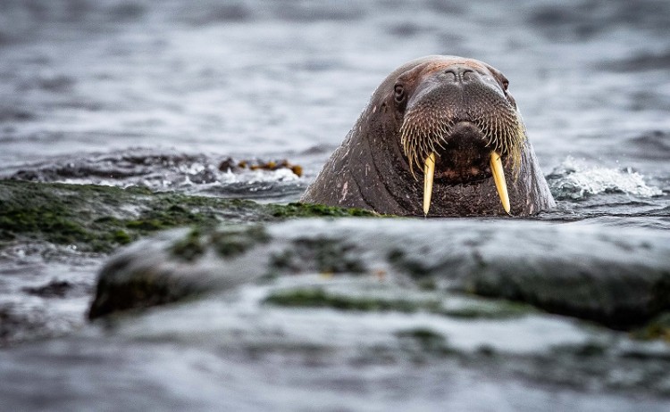 Quark Expeditions Intro to Spitsbergen Arctic Ocean Adventurer Norway Svalbald Walrus 7029 Credit NickySouness 800