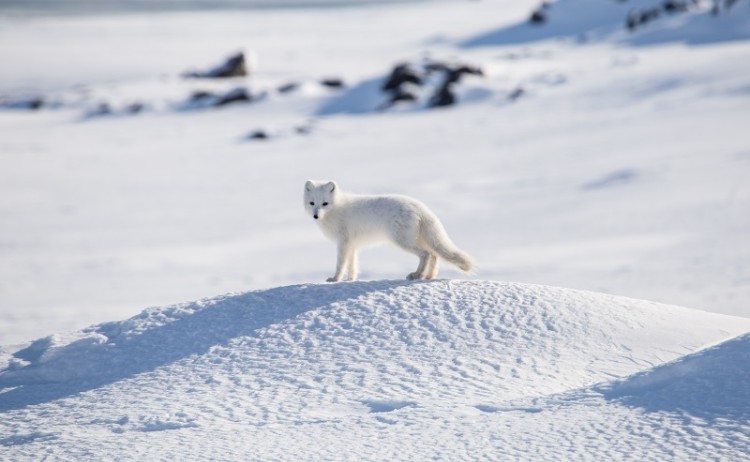 shutterstock 1082619716 800