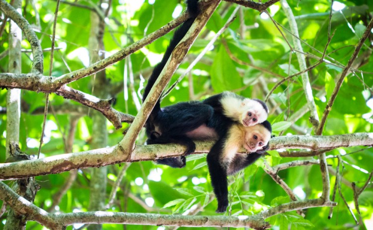 Monkeys Tortuguero shutterstock 767957851