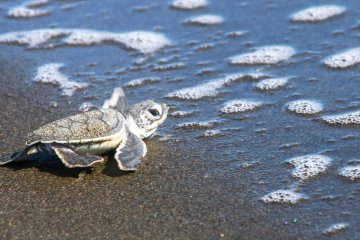 Tortuguero Experience Costa Rica