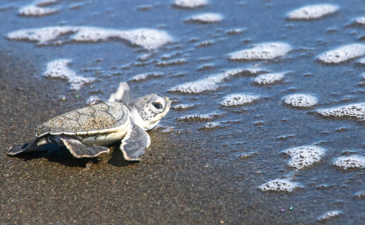 turtle tortuguero shutterstock 770002072