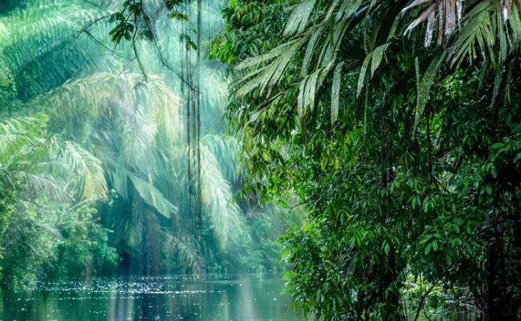 Tortuguero Jungle