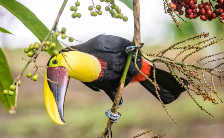 Tortuguero Toucan