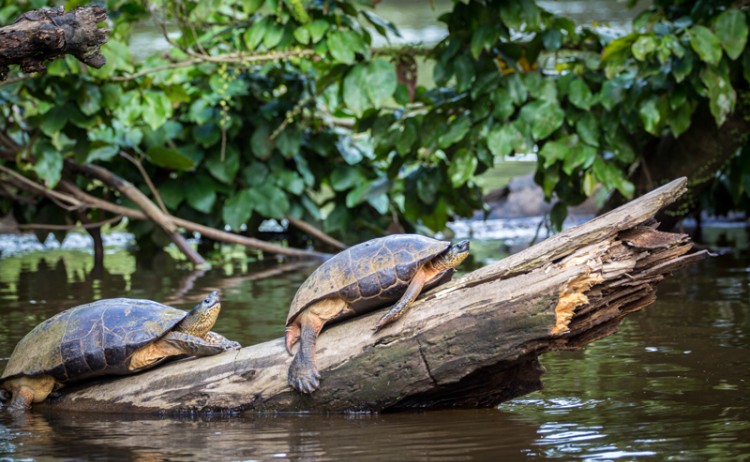 Tortuguero Tutles