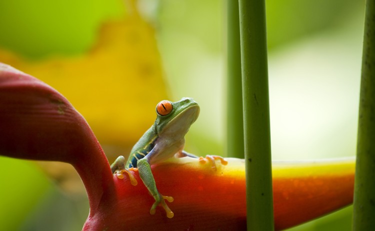 Tortuguero frog