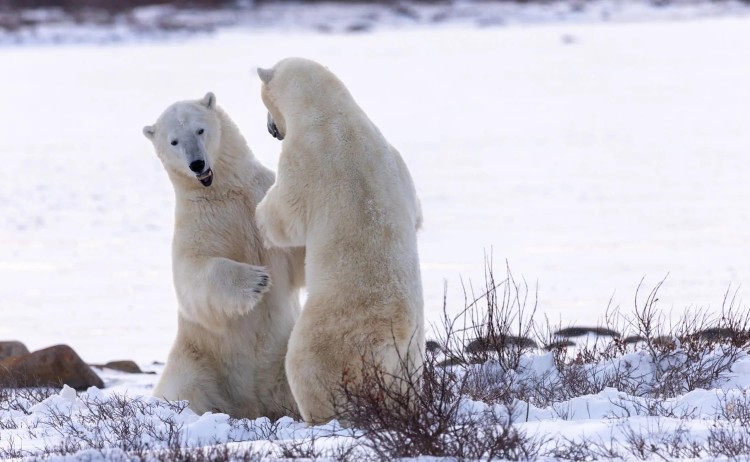 Frontiers North 2 polar bear in the wild
