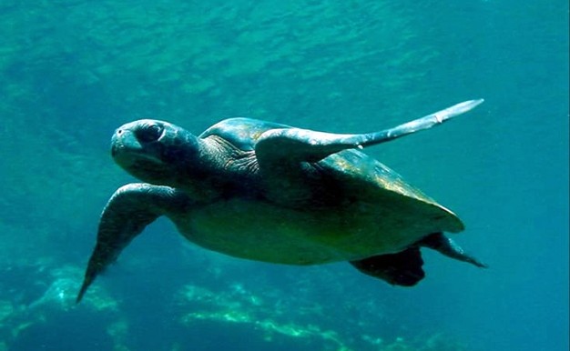 snorkelling turtle Galapagos
